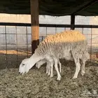 للبيع عدد 2 حريات متابيع شبب و جروم طيبة وصحة