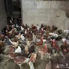 دجاج بياض ع الشرط   رومي   أرانب   بط   أغنام كل شي واضح