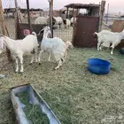 معزا تامات 3 تحتهن 8