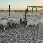 غنم حريات للبيع