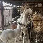 تيوس الساحل