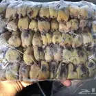 للبيع طيور التين