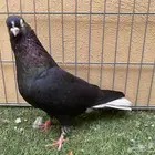 حمام قطيفي