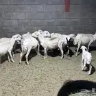 6 رفيديات تحتها سته