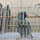 جوز درة هولندي للبيع ( تم البيع )