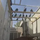 السلام عليكم عندي حمام زاجل 25 جوز للبيع