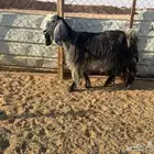 البيع معزا عوارض دفيع في الخرج