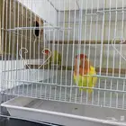 زوج طيور روز منتجه(تم البيع)