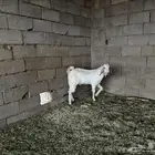 تيس فحل