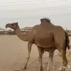 ناقة ساحلية خلفة مصغر منوة القاني تبارك الرحمن..