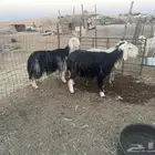 شياه نجد ونعيميه دفيع سونار