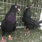 قطيفي اسود
