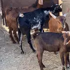 6تيوس حص بلدية