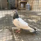 للبيع حمام باكستاني