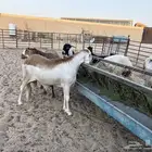 سواكن وزن مربوطه 7 شهور عدد 3 حد 1350