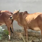 ماشاءالله بقر بلديه طيبه عمرها سديس رعويه هاديه