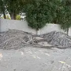 سعف جريد نخل جاف