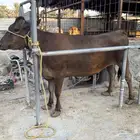 بقره سويسريه لقاح