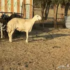 حريات دفيع. تم البيع