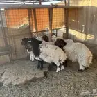 للبيع طليان نعيم