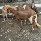 5 رخال سواكني درمانيات