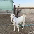 عنز برصا للبيع