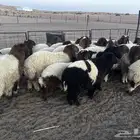 جذعات نعيم