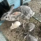 بطاريات أرانب وارانب منتجة للبيع