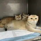 قطط سكوتش