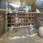 حمام للبيع