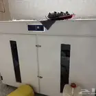 فقاسة
