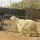 اعرض لكم عرضين نجد وحريات. تم البيع