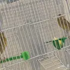 جوز كناري معو 3بيضات (تم البيع)