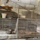 اقفاص طيور زينه