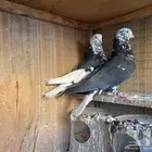 جوز خرش معاريف