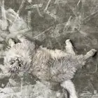 قط للتبني شيرازي