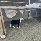 طليان للبيع
