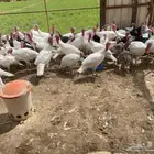 رومي فرنسي