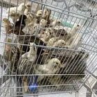 صيصان دجاج بلدي العمر من شهر ونص لين 25 يوم