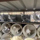 حمام شيرازي للبيع