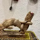 نمس محنط للبيع