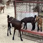 شاه صنف الصنف للبيع.