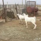 صبياء شرق الصناعيه الجديده عكوه