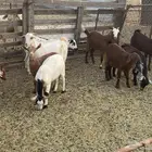 عنقان للبيع