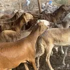 طليان سواكني حمري وزن للمناسبات