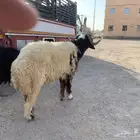 فحل نعيمي مشروط ثني