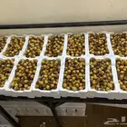 للبيع تمر روثانه نضييف