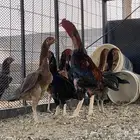 دجاج باكستاني
