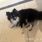 كلب بومرينيان
