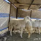 ضان